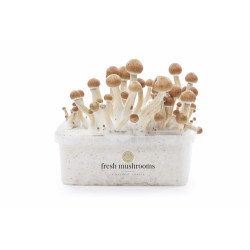 Colombian Mushroom Grow Kit